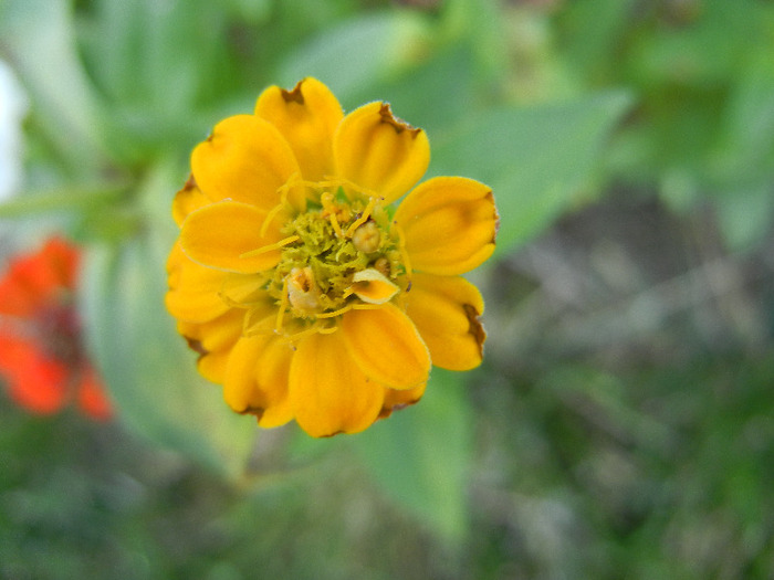 Zinnia elegans (2011, September 13) - ZINNIA Elegans