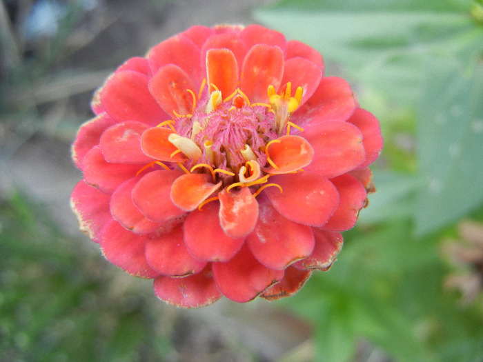 Zinnia elegans (2011, September 13) - ZINNIA Elegans