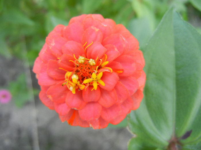 Zinnia elegans (2011, September 13) - ZINNIA Elegans