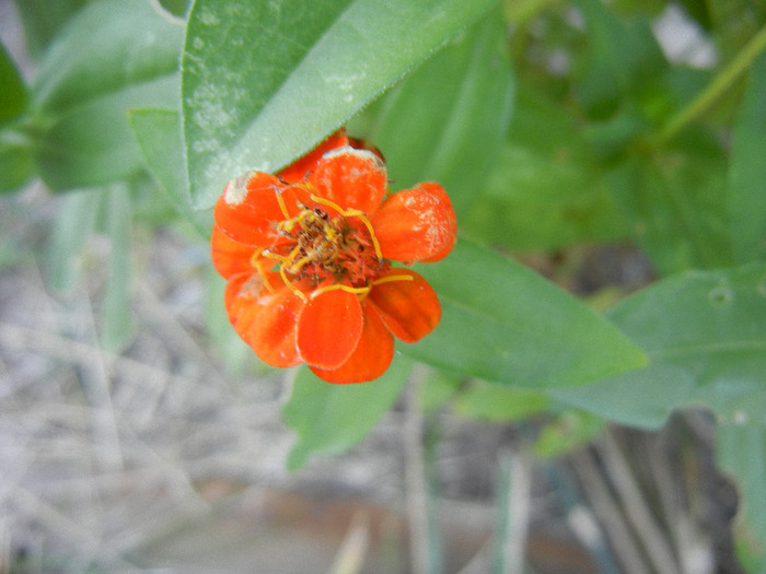 Zinnia elegans (2011, September 13)