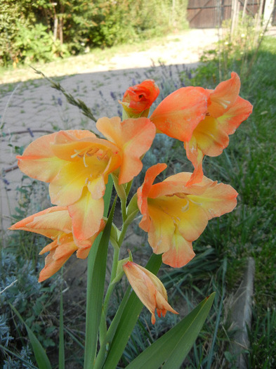 Orange Gladiolus (2011, September 13) - Gladiolus Orange
