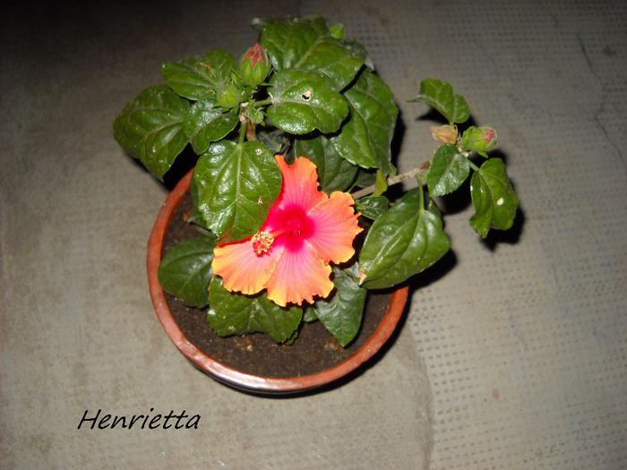 11.09.011 am inflorit-pierdut - HIBISCUS- 2011