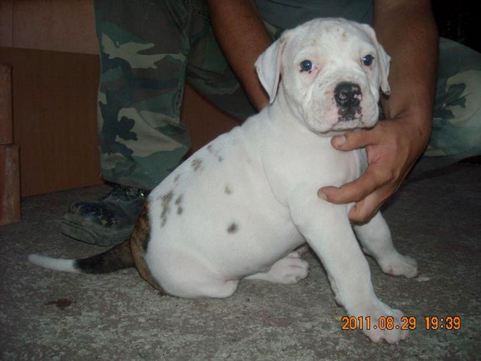 ATHOS la 6 saptamini - 1ATHOS   Bulldog American