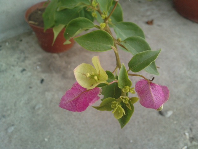 magic - Bougainvillea