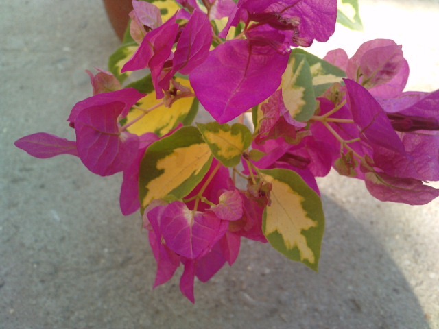 vicky - Bougainvillea