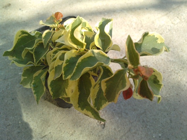 delta down - Bougainvillea