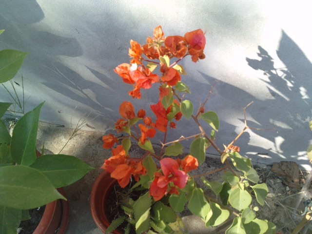 portocalia la a doua inflorire - Bougainvillea