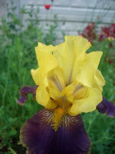 CIMG3634 - gradina 2011