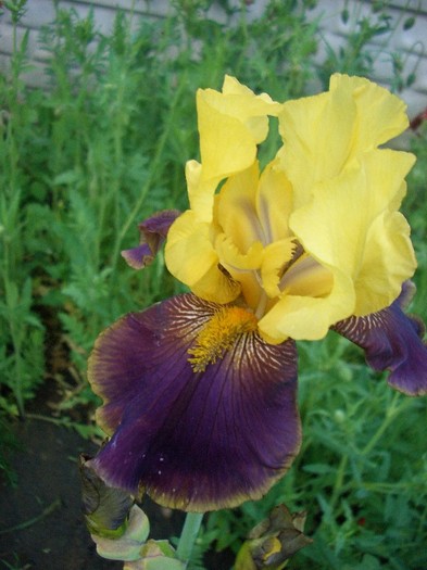 CIMG3635 - gradina 2011