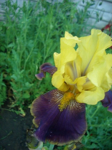 CIMG3636 - gradina 2011