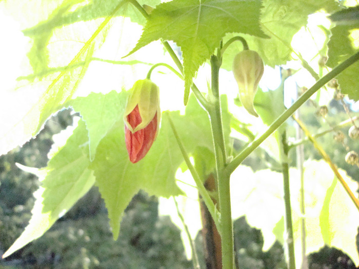 da-m sa iesim,,2011,,sept,,13