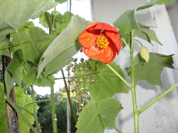 AM INFLORITTTT,SEPT.2011.13