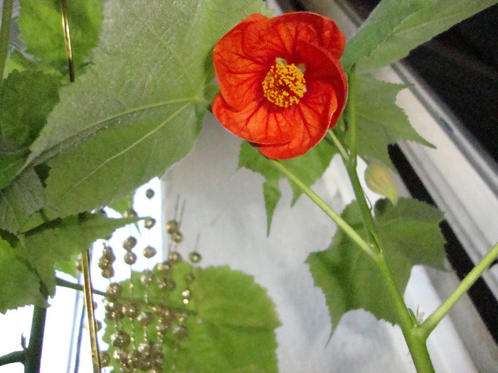 ABUTILON - FLORILE MELE-2011