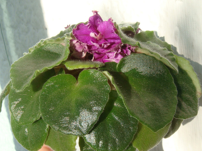 DSC03119 - Violete
