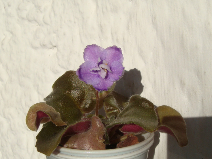 Irish Mint - Violete