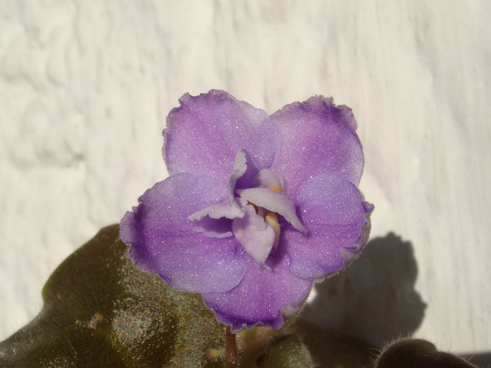 Irish Mint - Violete