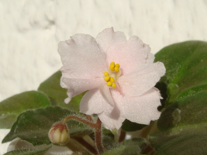 Rob`s Sarsparilla - Violete