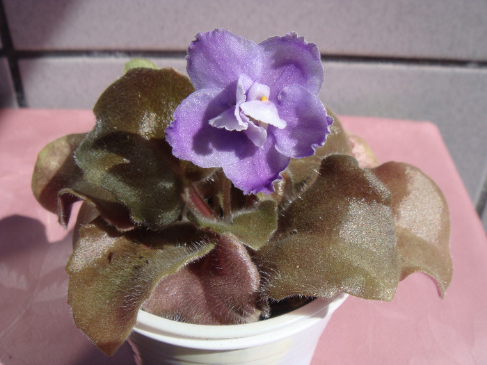 Irish Mint - Violete