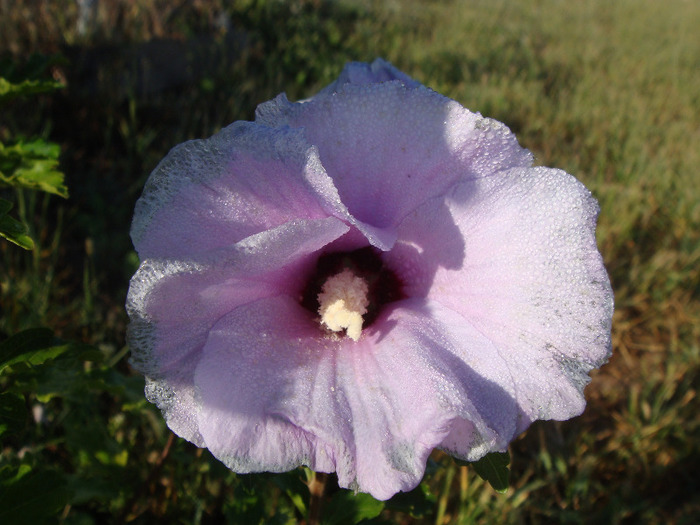 DSC03129 - Hibiscus Syriacus