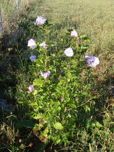 DSC03128 - Hibiscus Syriacus