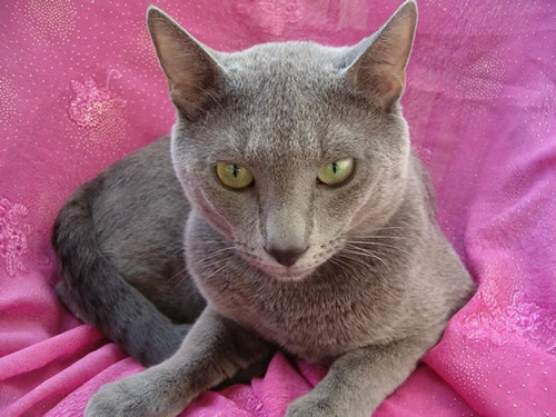 albastra de rusia - Rase de pisici