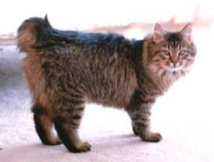 americana bobtail