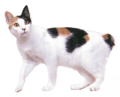 bobtail japoneza - Rase de pisici