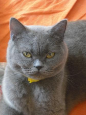 british shorthair - Rase de pisici