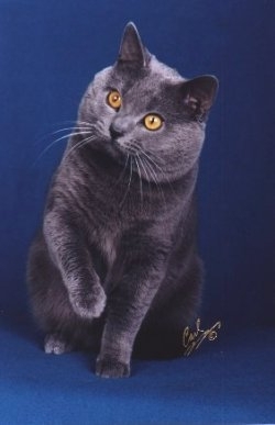 chartreux - Rase de pisici