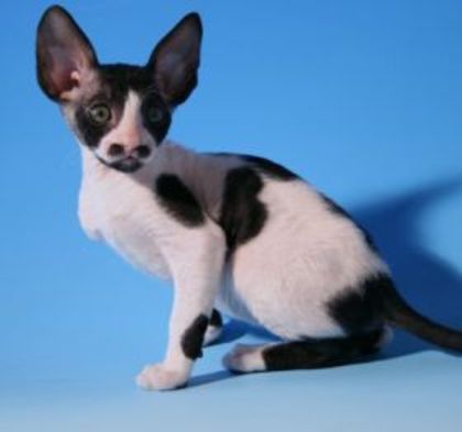 cornish rex - Rase de pisici