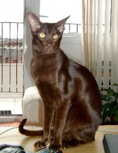 havana brown - Rase de pisici