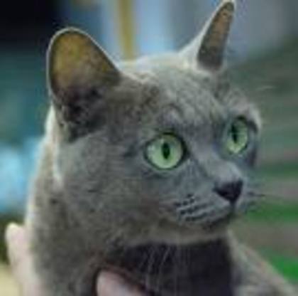 korat