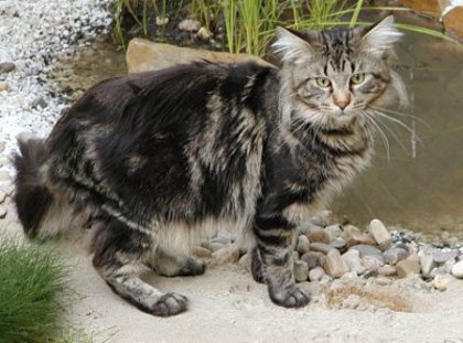 maine coon - Rase de pisici