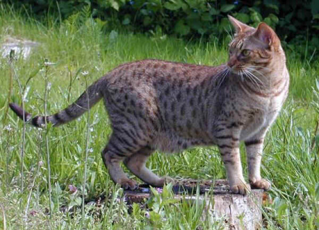 ocicat