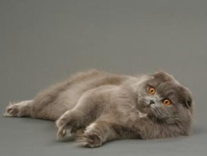 scottish fold - Rase de pisici