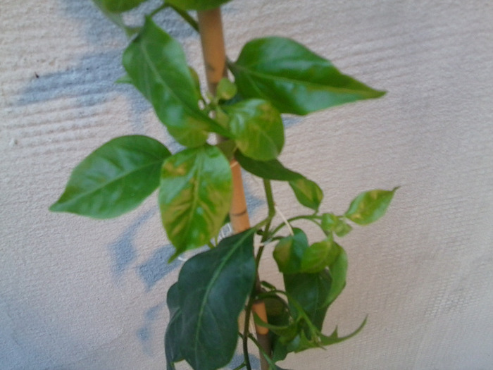 Fotografie0722 - flori de interior