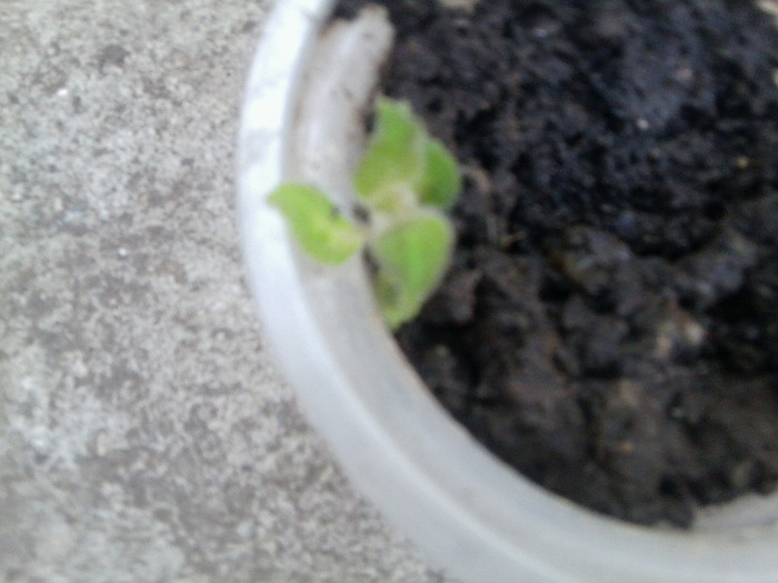 simona - flori de interior