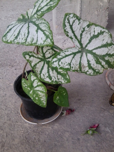 Fotografie0731 - caladium