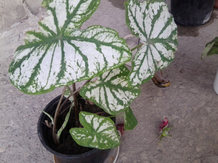 Fotografie0733 - caladium