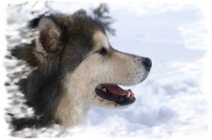 avatar caine husky - 0- tema 1 for lovedogs -0