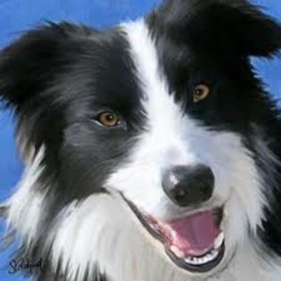 border collie - 0- tema 1 for lovedogs -0