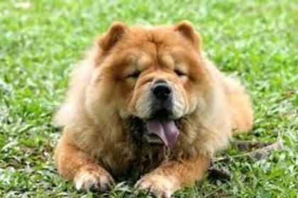 chow-chou - 0- tema 1 for lovedogs -0