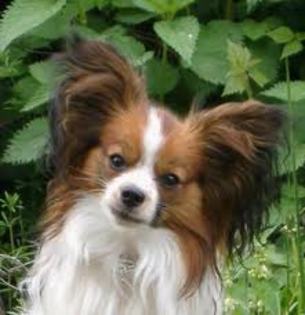 papillon - 0- tema 1 for lovedogs -0