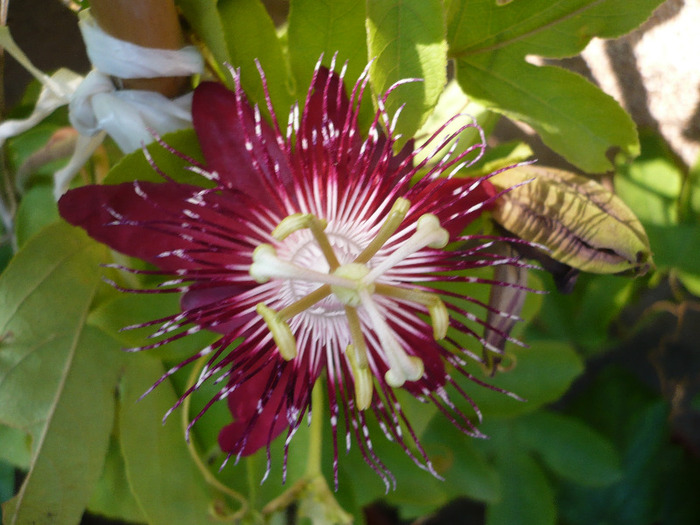 14.09.2011 - zzz-PASSIFLORA-iesite din colectie