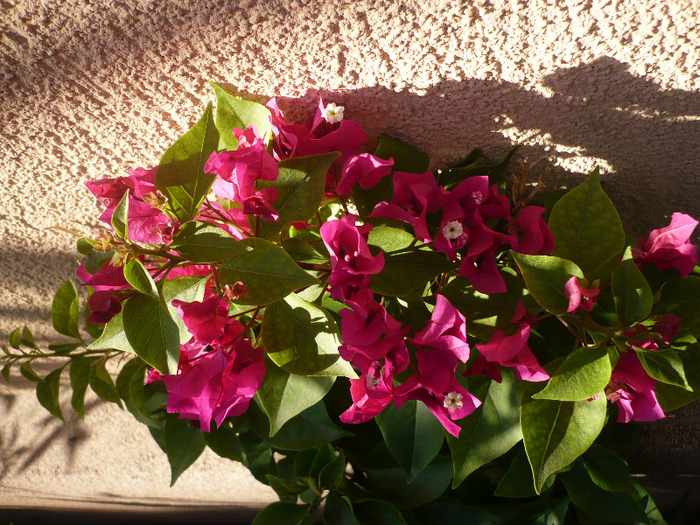 14.09.2011 - zzz-BOUGAINVILLEA-2011