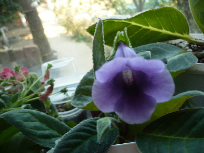 14.09.2011 - zzz-GLOXINIA SI MINISININGIA 2011-iesite din colectie