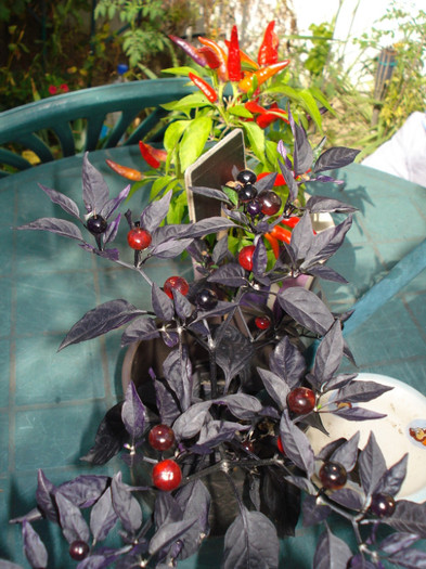 "Black Pearl" si "Masquerade" - fructe-legume 2011