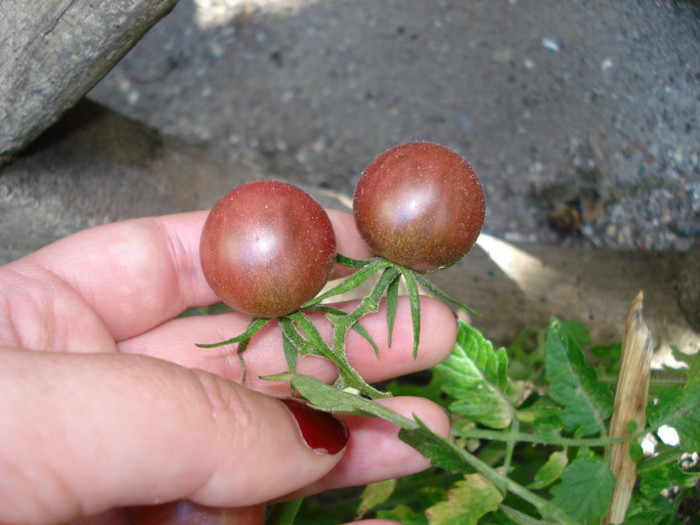 DSC02845 - fructe-legume 2011