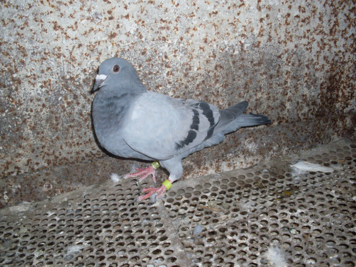 FEMELA 2011 hung derby