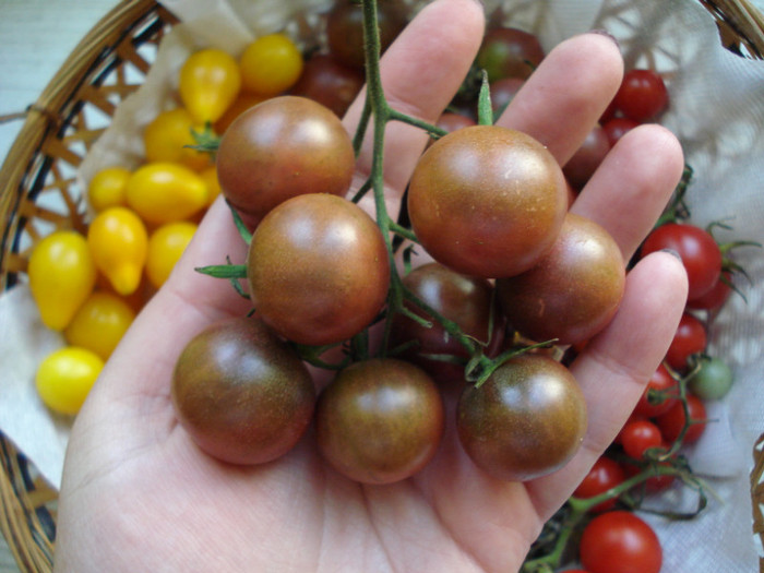 DSC02885 - fructe-legume 2011